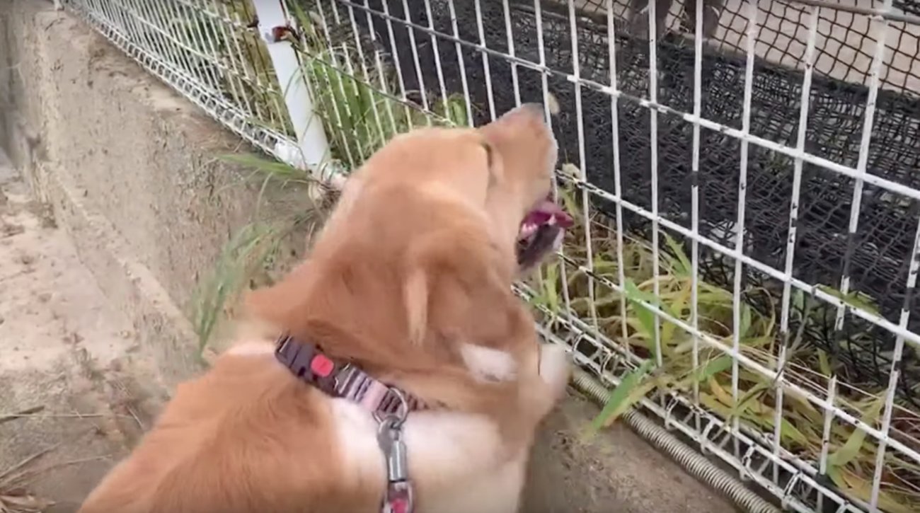 ゴールデンレトリーバー,動画