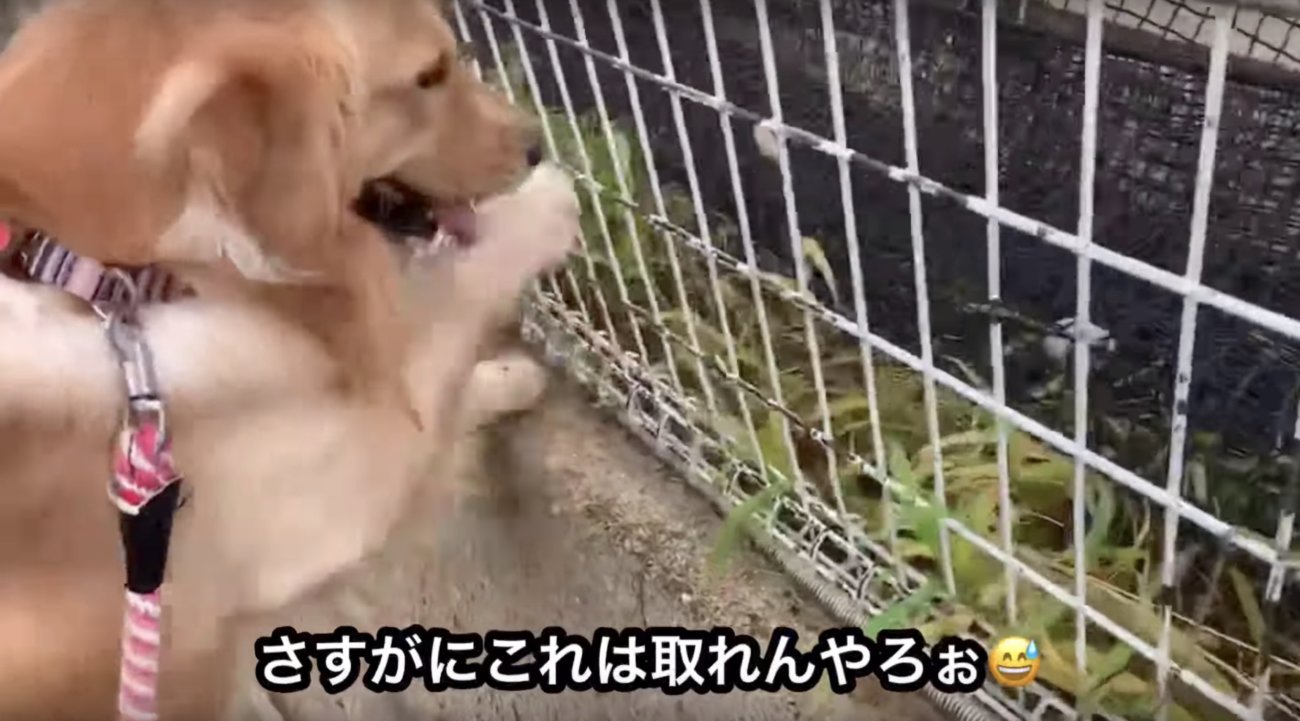 ゴールデンレトリーバー,動画