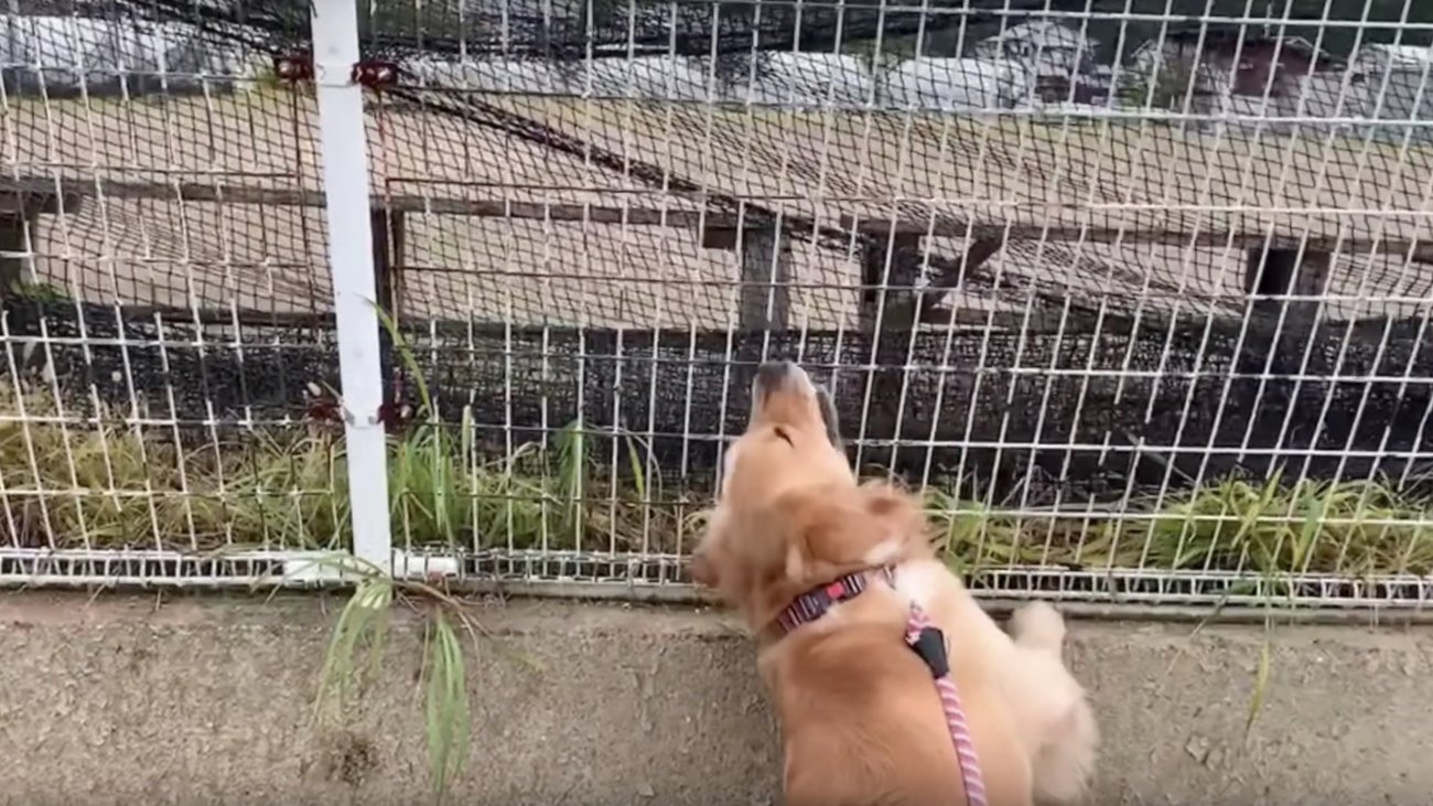 ゴールデンレトリーバー,動画