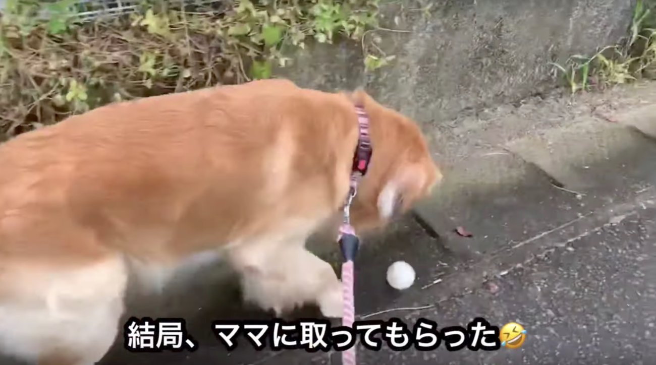 ゴールデンレトリーバー,動画