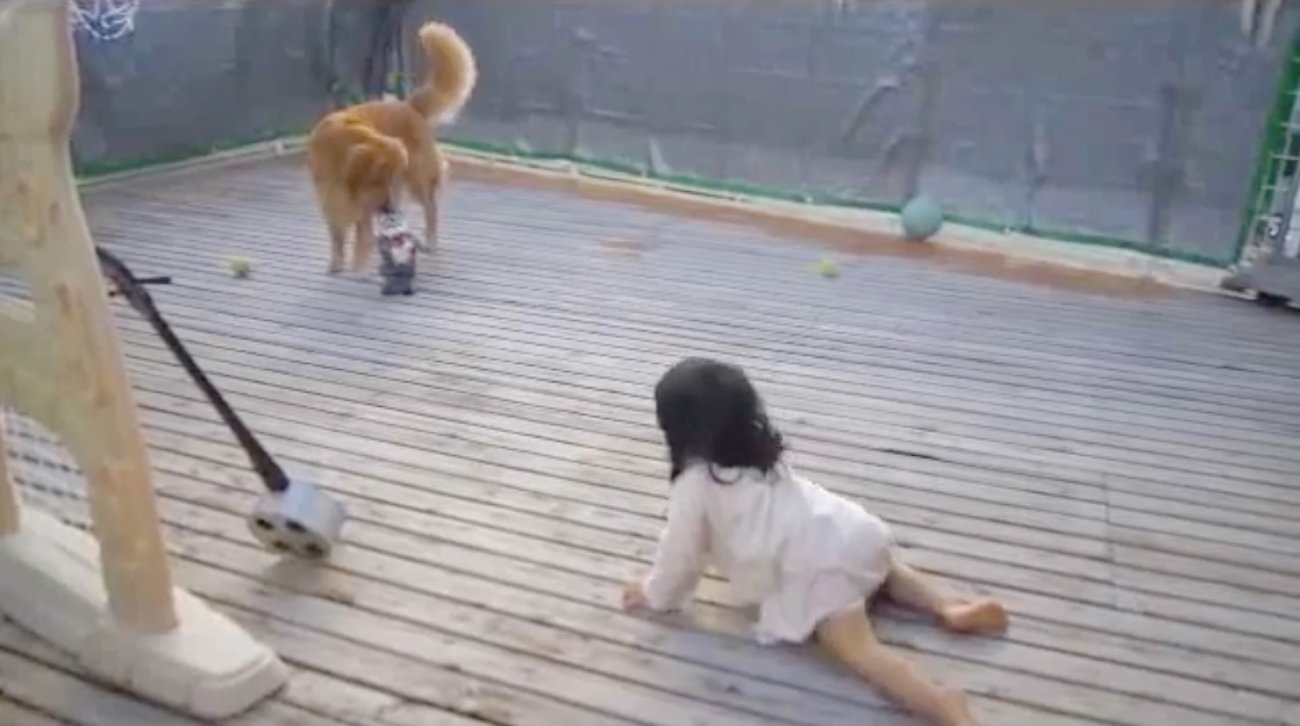 ゴールデンレトリーバー,動画