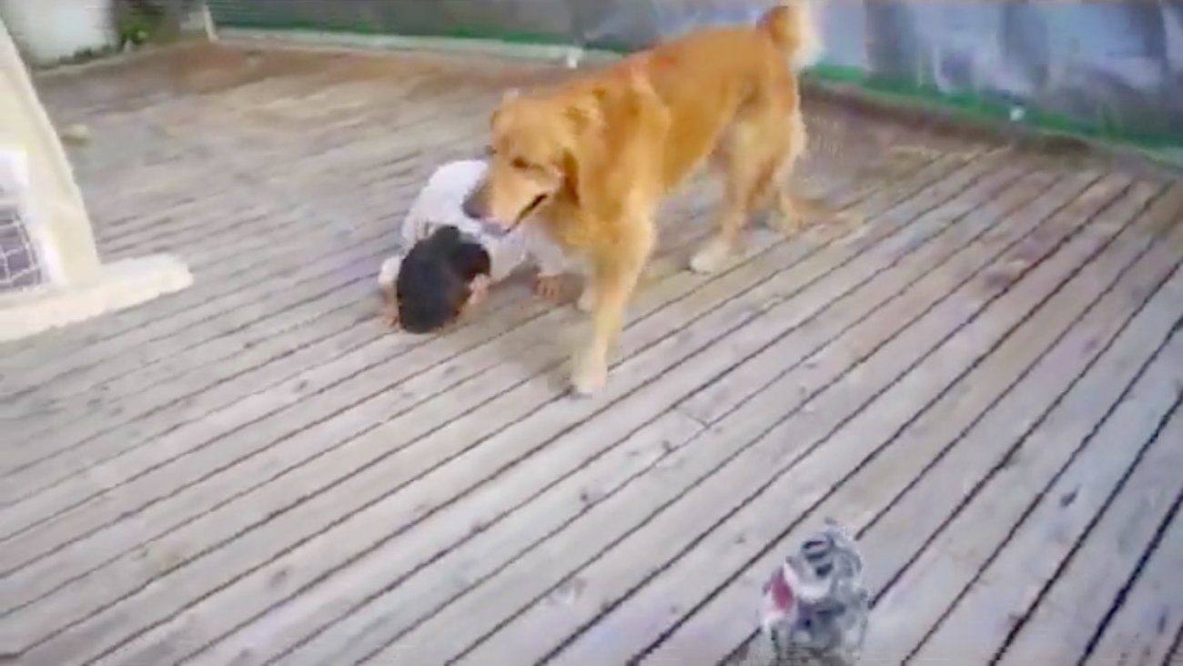 ゴールデンレトリーバー,動画