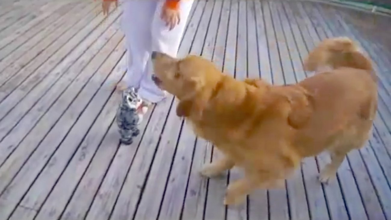 ゴールデンレトリーバー,動画