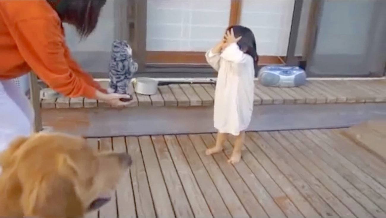 ゴールデンレトリーバー,動画