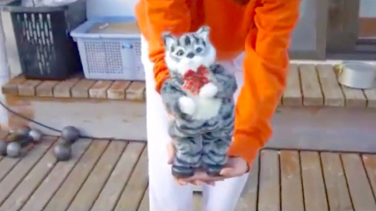 ゴールデンレトリーバー,動画