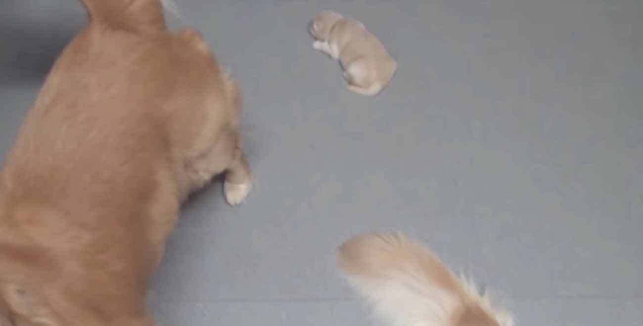 ゴールデンレトリーバー,動画