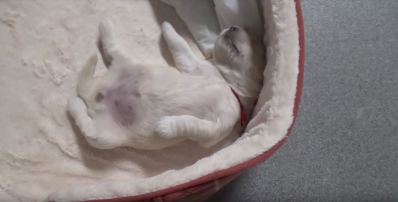 ゴールデンレトリーバー,動画