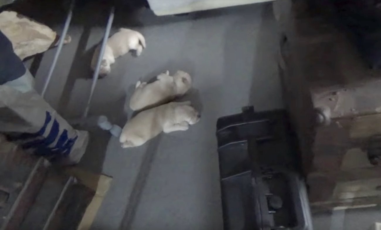 ゴールデンレトリーバー,動画