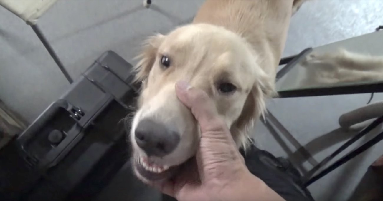 ゴールデンレトリーバー,動画