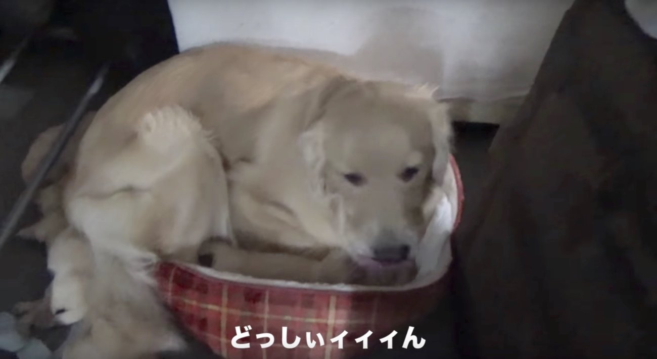 ゴールデンレトリーバー,動画