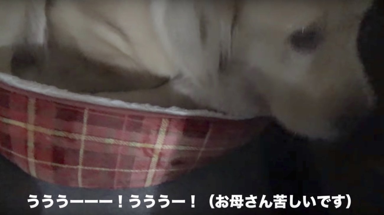 ゴールデンレトリーバー,動画