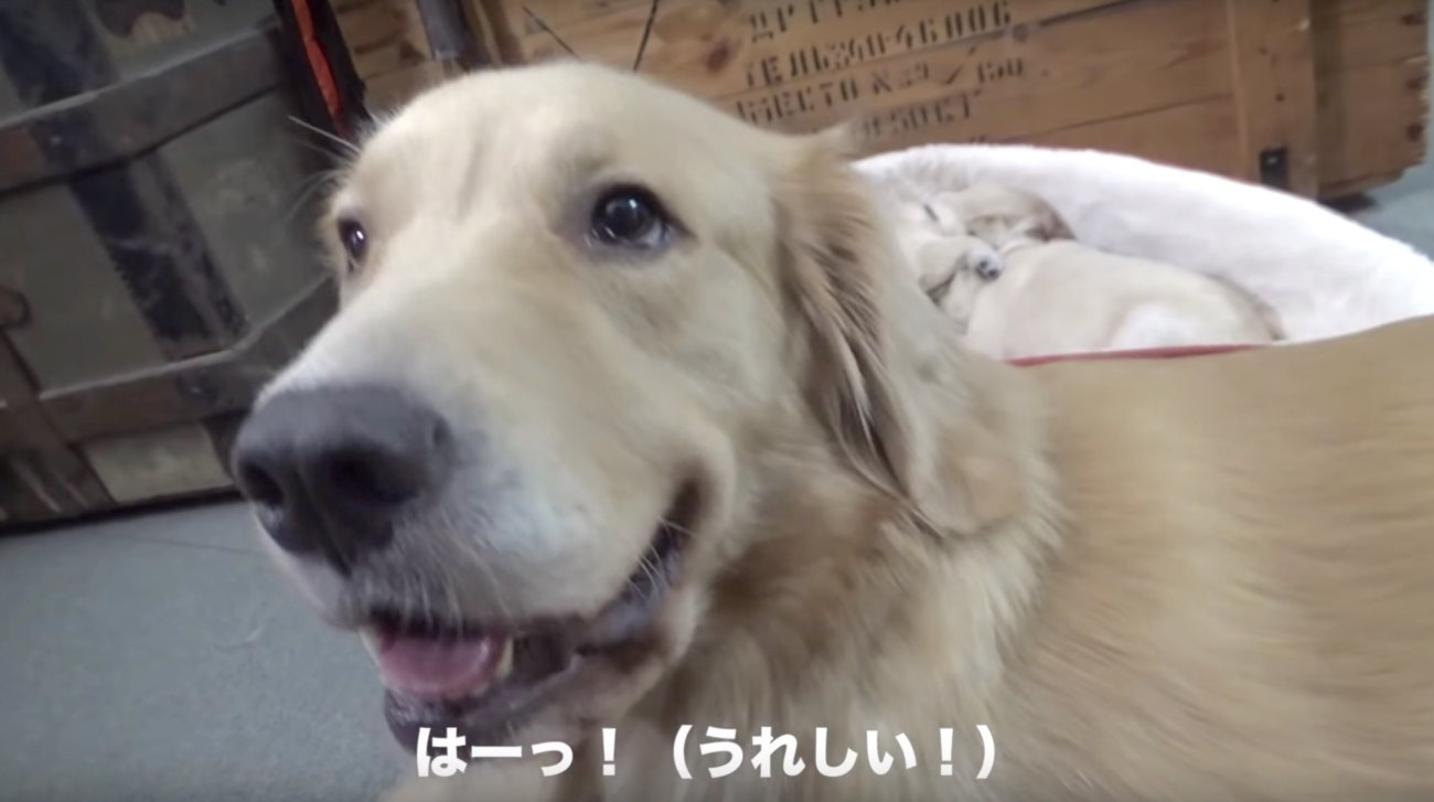ゴールデンレトリーバー,動画