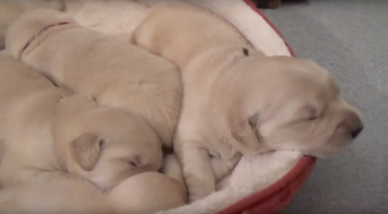 ゴールデンレトリーバー,動画