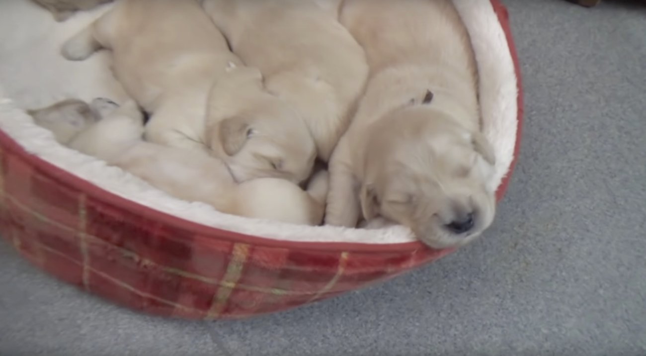 ゴールデンレトリーバー,動画