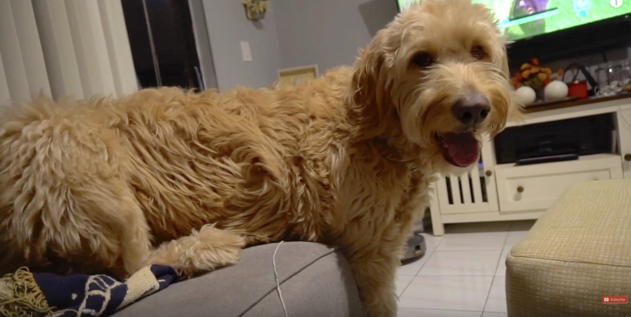 ゴールデンドゥードル,動画