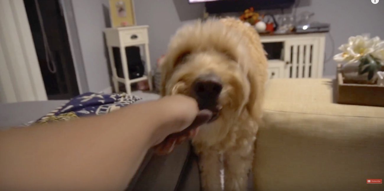 ゴールデンドゥードル,動画