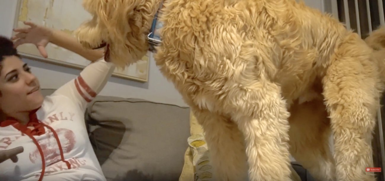 ゴールデンドゥードル,動画