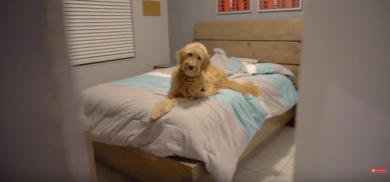 ゴールデンドゥードル,動画