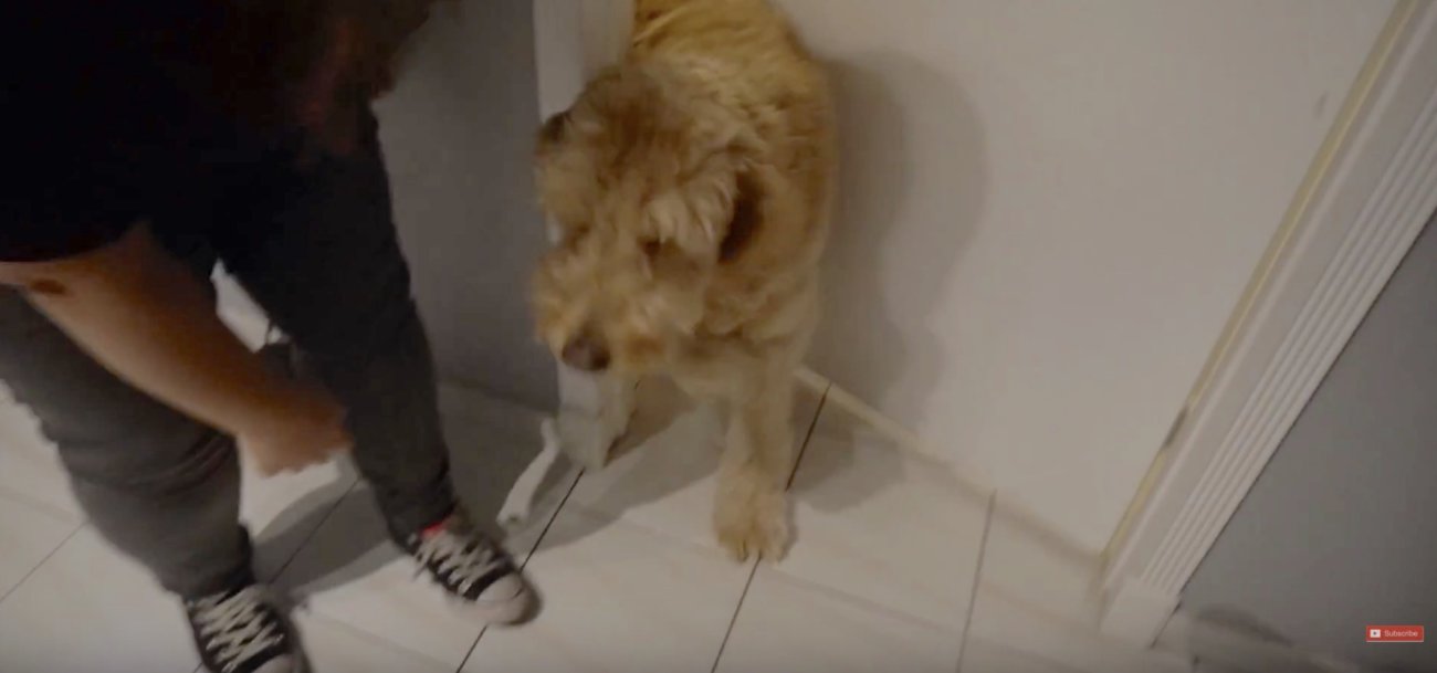 ゴールデンドゥードル,動画