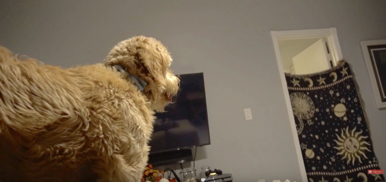 ゴールデンドゥードル,動画