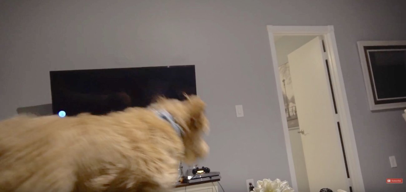 ゴールデンドゥードル,動画