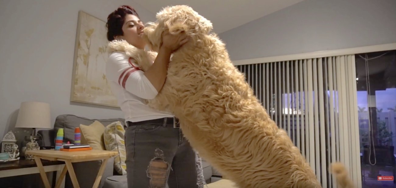 ゴールデンドゥードル,動画