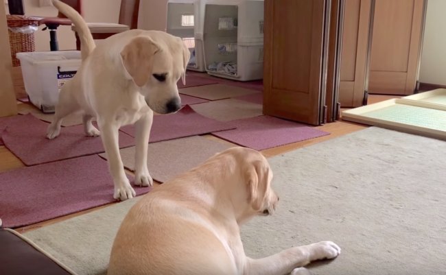 ラブラドールレトリーバー,動画