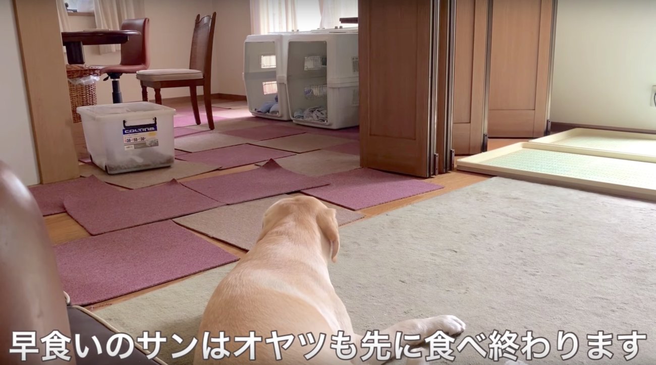 ラブラドールレトリーバー,動画