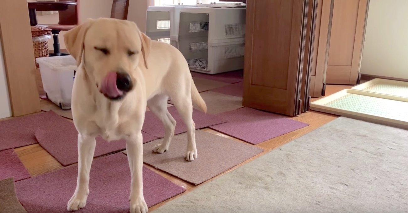 ラブラドールレトリーバー,動画