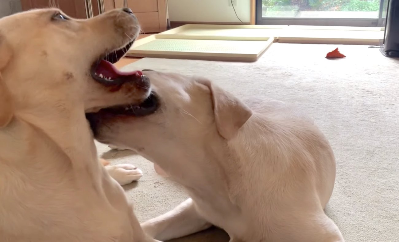 ラブラドールレトリーバー,動画