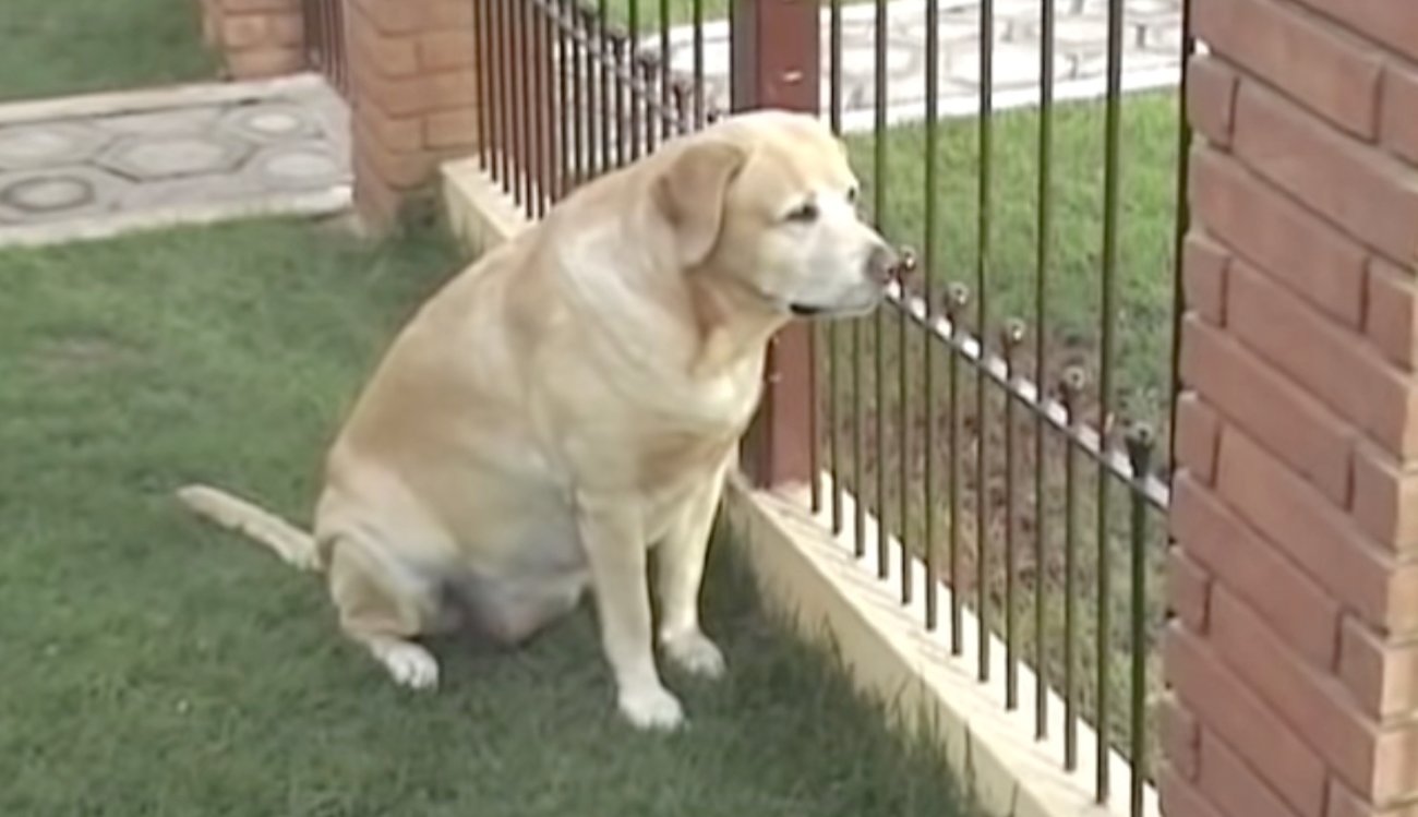 ラブラドールレトリーバー,動画