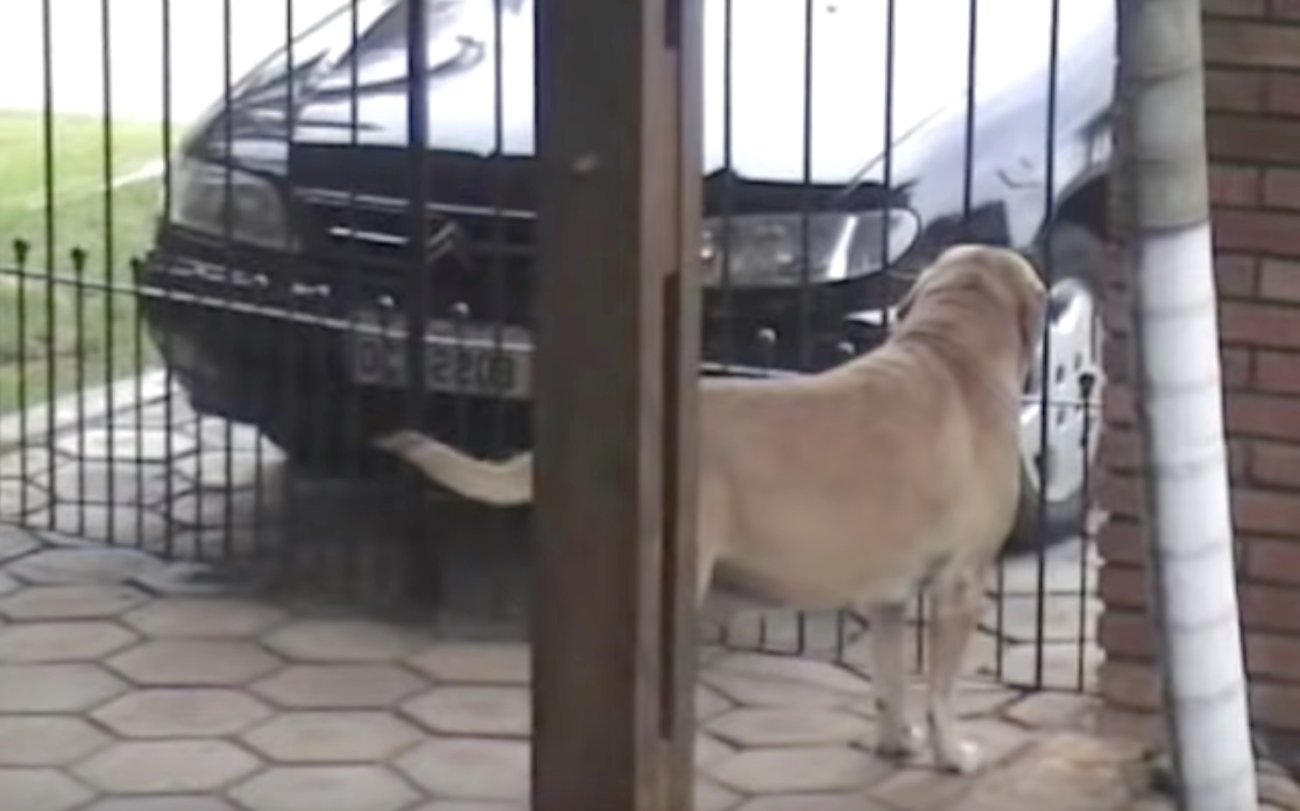 ラブラドールレトリーバー,動画