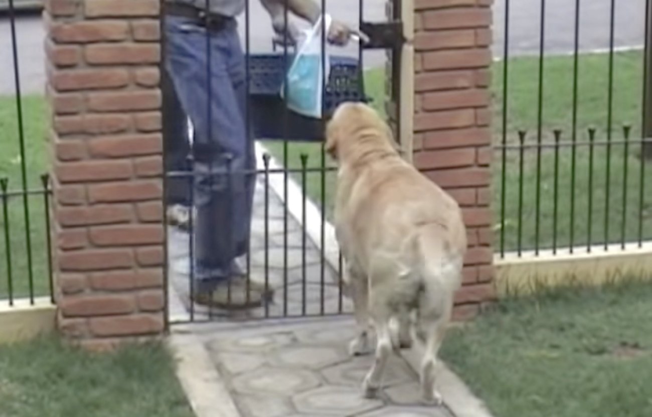 ラブラドールレトリーバー,動画