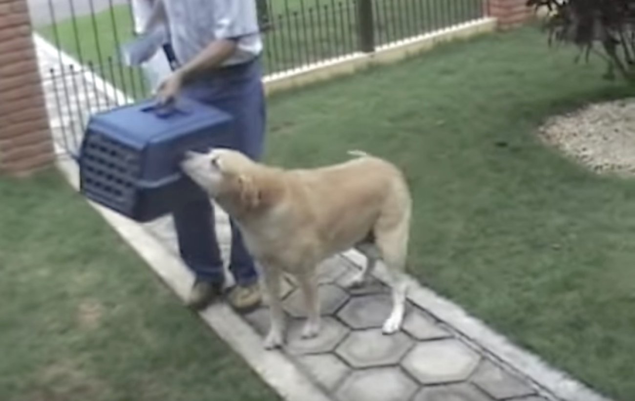 ラブラドールレトリーバー,動画