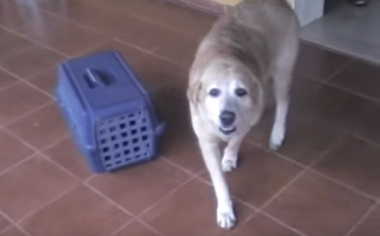 ラブラドールレトリーバー,動画