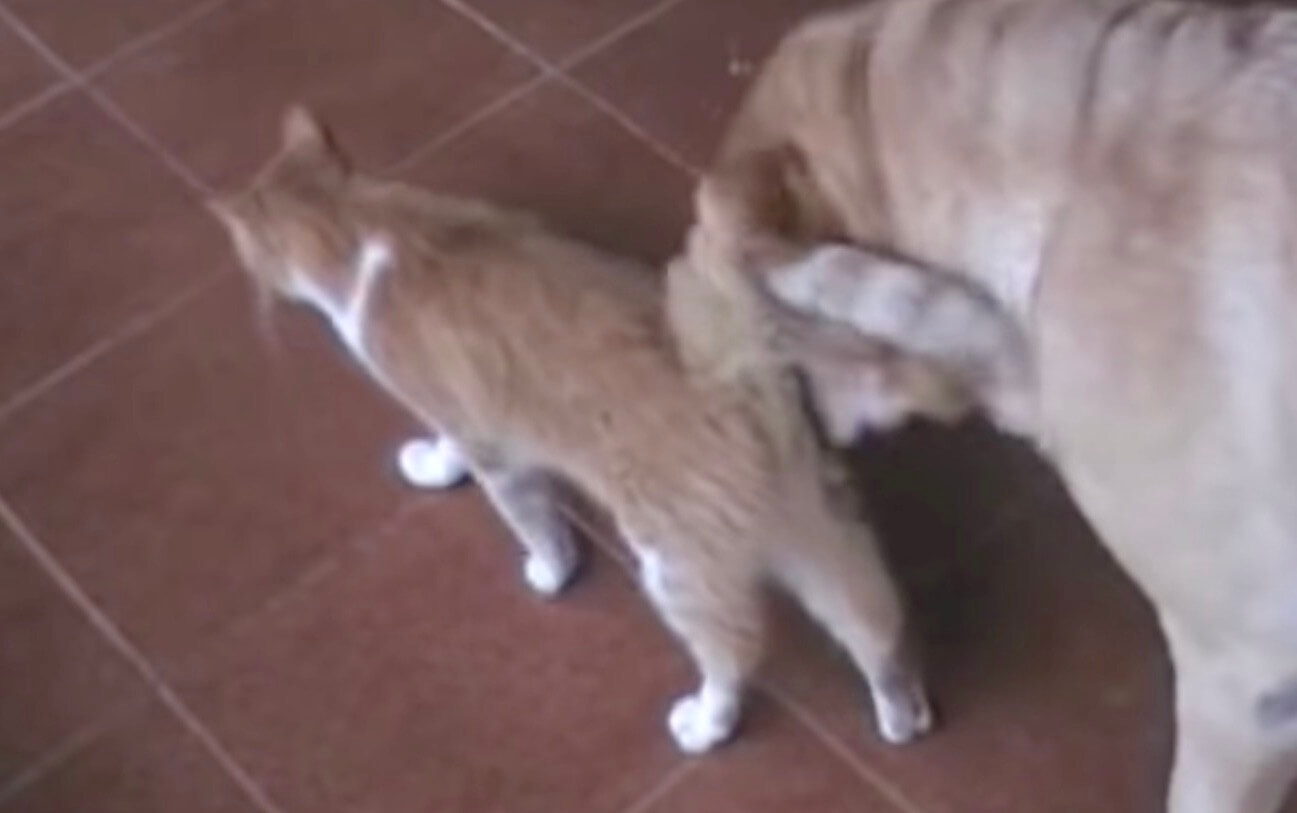 ラブラドールレトリーバー,動画