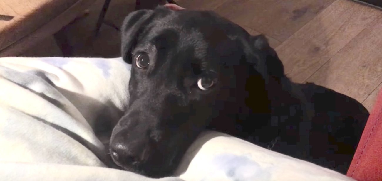 ラブラドールレトリーバー,動画