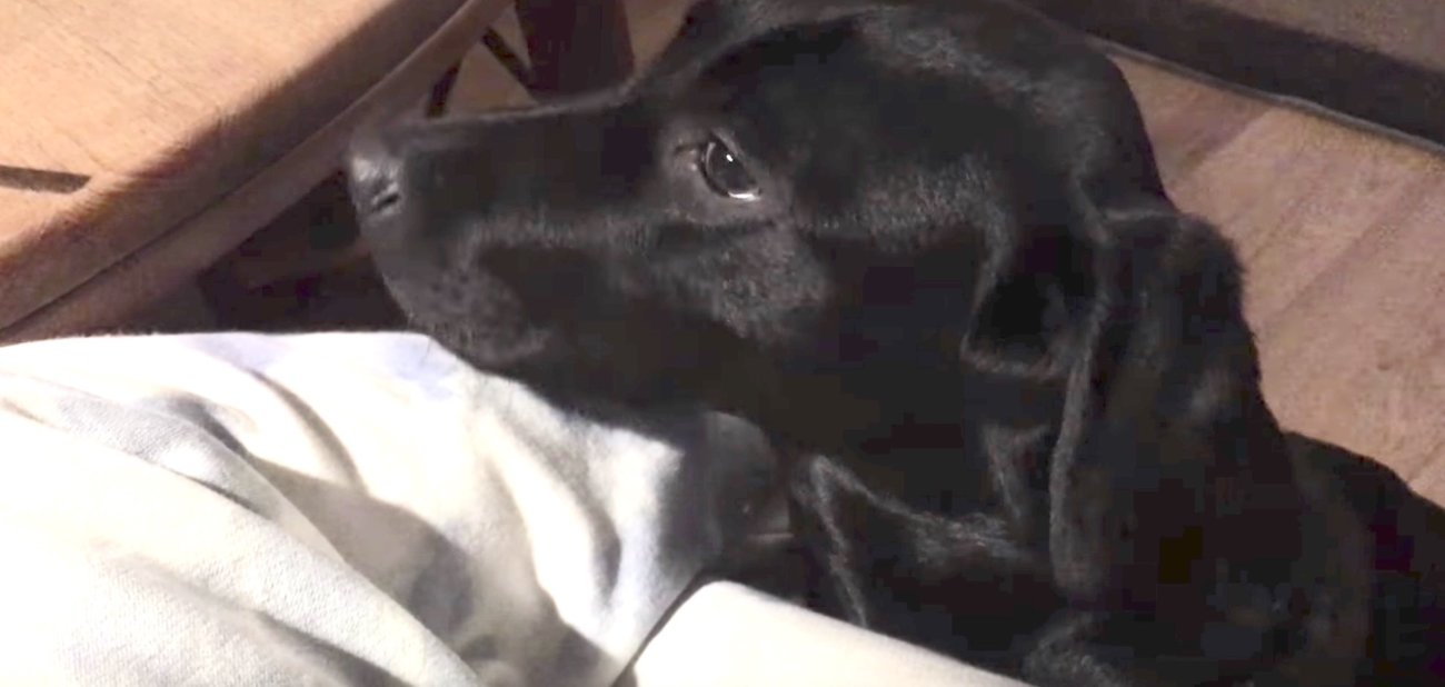 ラブラドールレトリーバー,動画