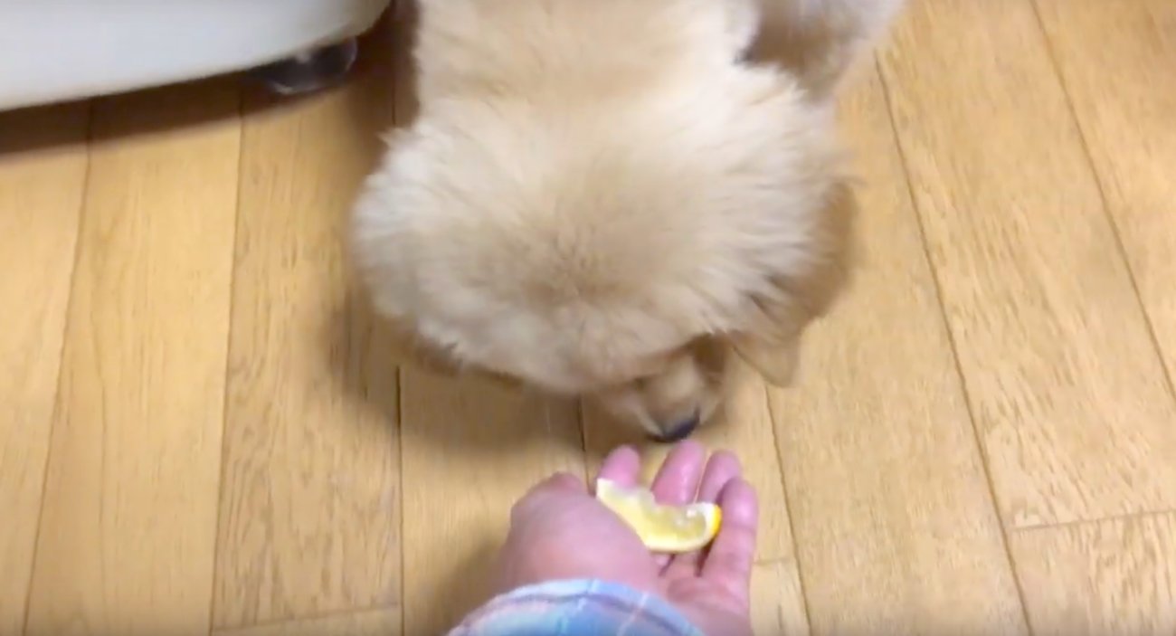 ゴールデンレトリーバー,動画