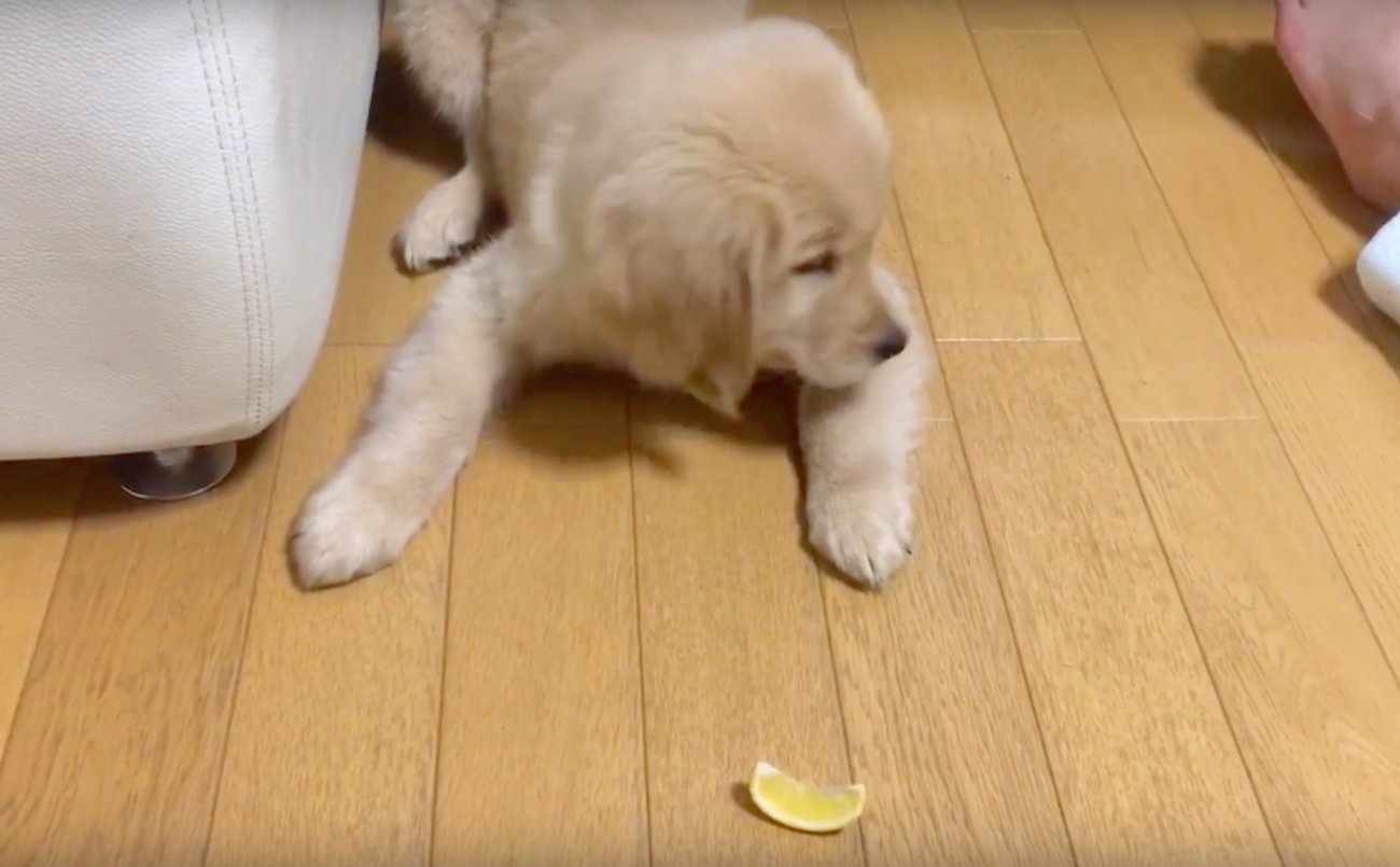 ゴールデンレトリーバー,動画