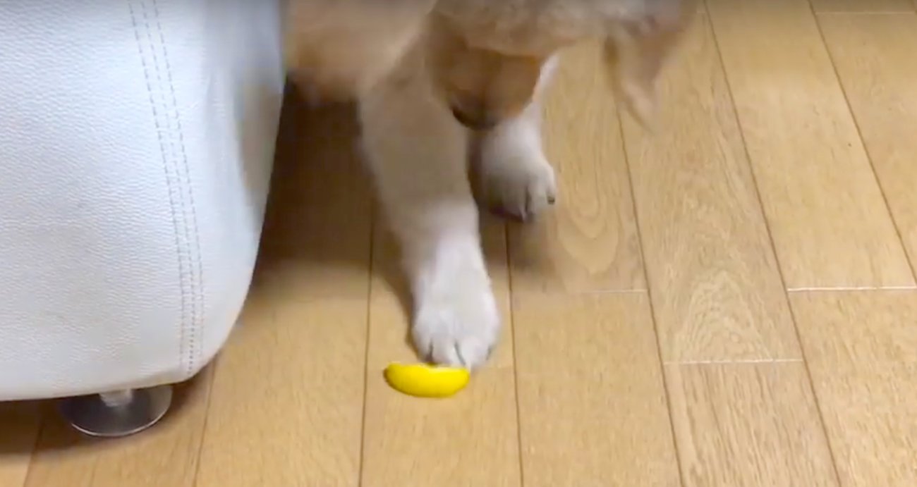 ゴールデンレトリーバー,動画