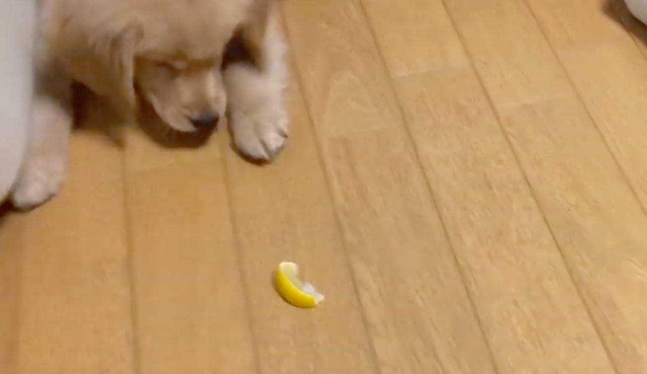 ゴールデンレトリーバー,動画