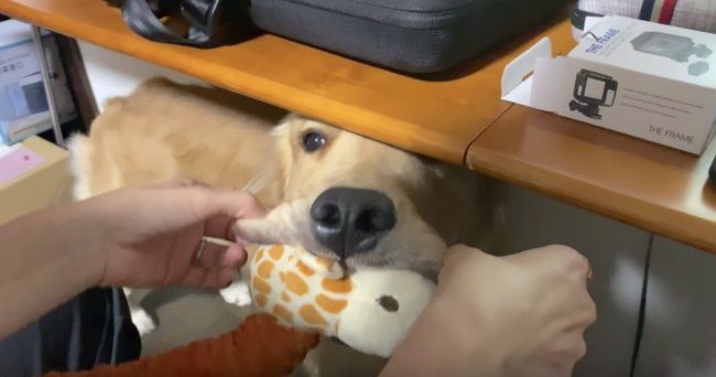 ゴールデンレトリーバー,動画