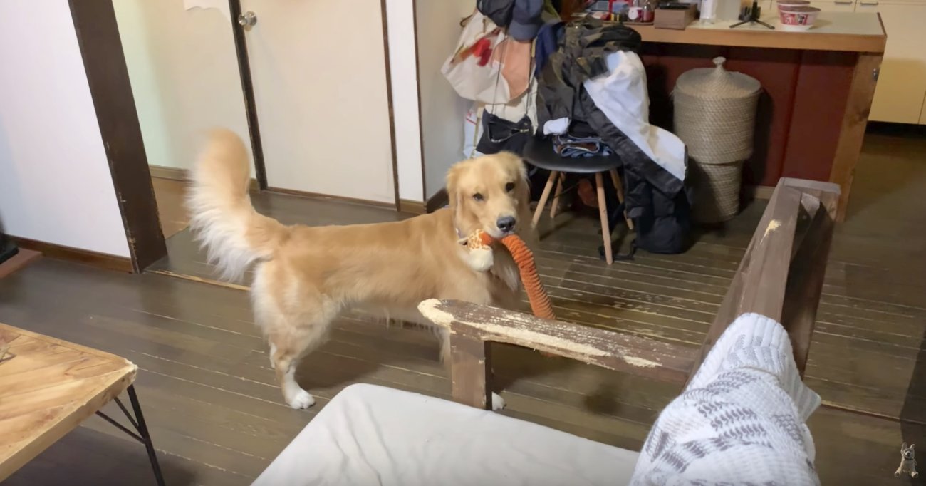 ゴールデンレトリーバー,動画