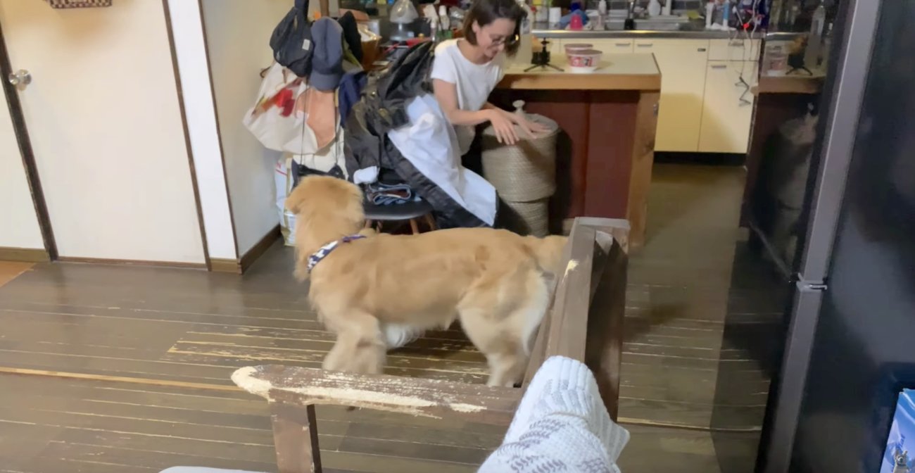 ゴールデンレトリーバー,動画