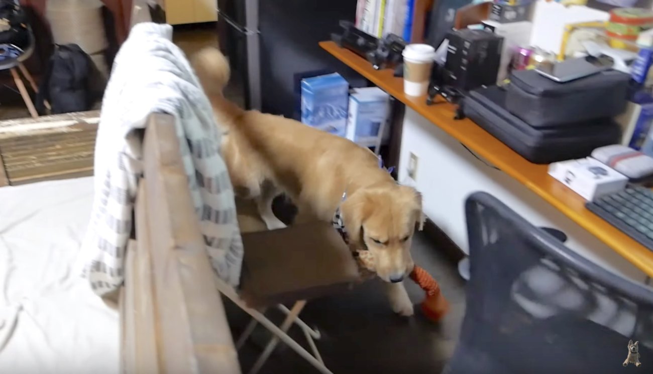 ゴールデンレトリーバー,動画