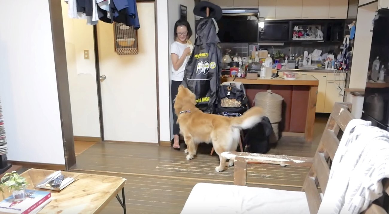 ゴールデンレトリーバー,動画