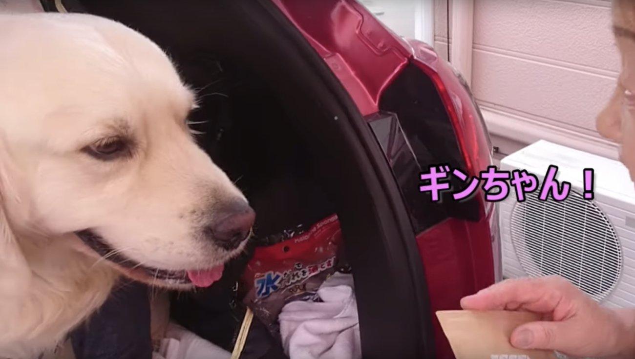 ゴールデンレトリーバー,動画