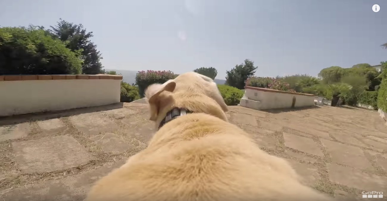 ラブラドールレトリーバー,動画