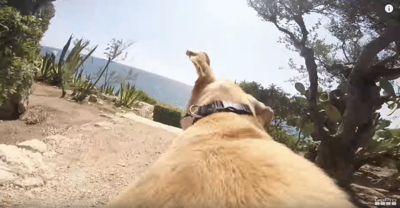 ラブラドールレトリーバー,動画